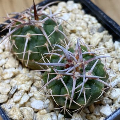 SH36650 Gymnocalycium aff. guanchinens, 2 plants