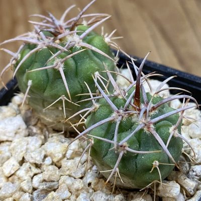 SH36651 Gymnocalycium aff. guanchinens, 2 plants