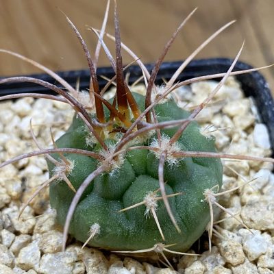 SH36652 Gymnocalycium aff. guanchinens