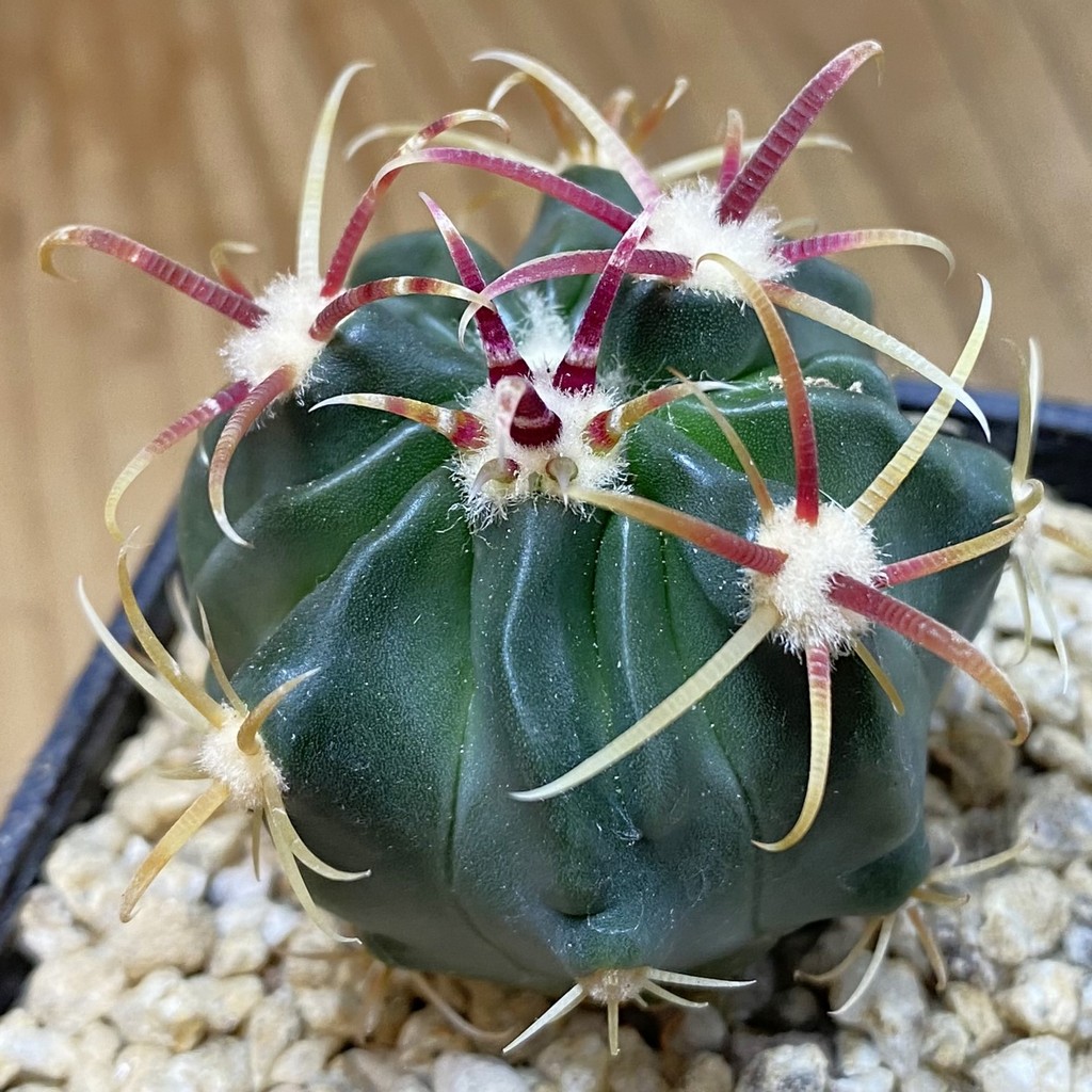 SH36653 Ferocactus latispinus