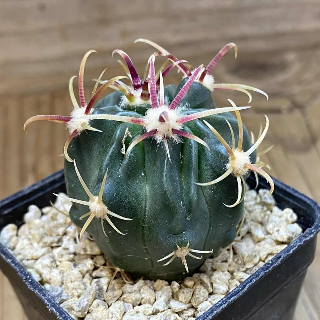 SH36653 Ferocactus latispinus – Bild 2