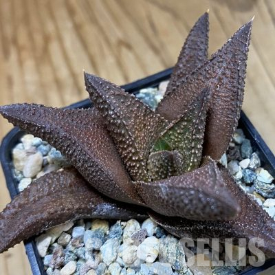 SH36615 Haworthia scabra x Haworthia koelmaniorum