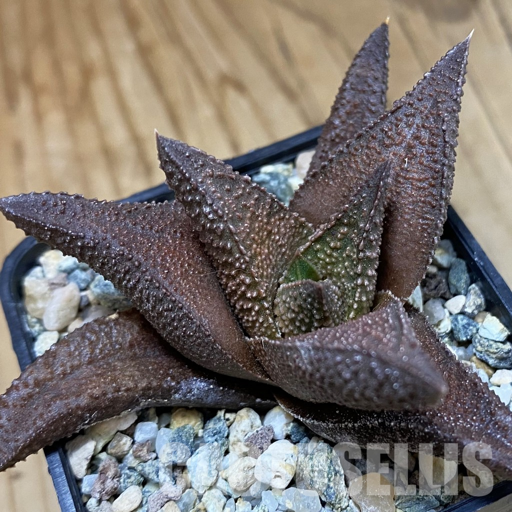 SH36615 Haworthia scabra x Haworthia koelmaniorum