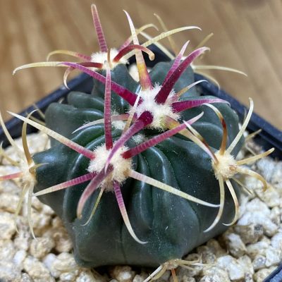 SH36654 Ferocactus latispinus