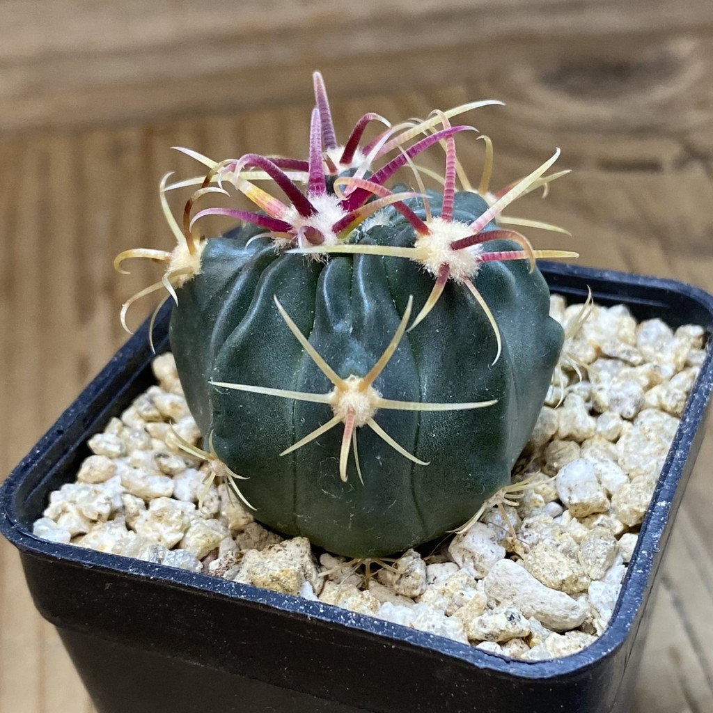 SH36654 Ferocactus latispinus – Bild 2