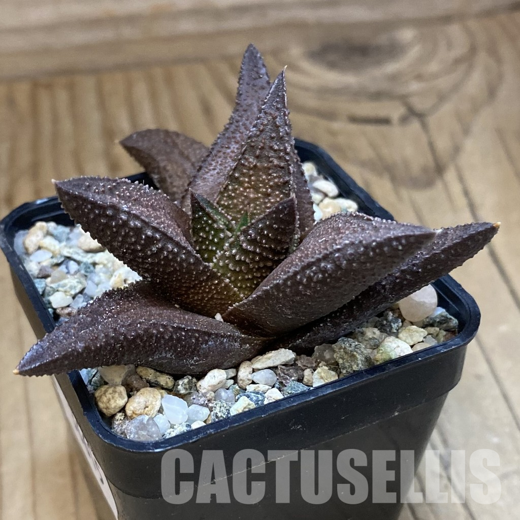 SH36615 Haworthia scabra x Haworthia koelmaniorum – Bild 2