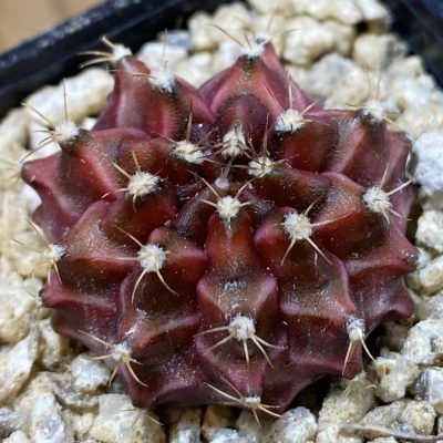 SH36657 Gymnocalycium mihanovichii ‘Neon’ hybrid