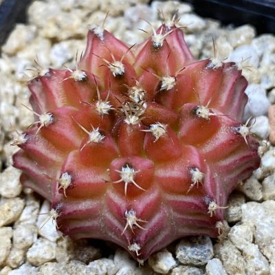 SH36658 Gymnocalycium mihanovichii ‘Neon’ hybrid