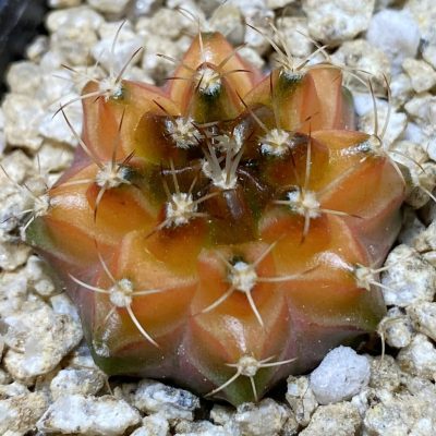 SH36659 Gymnocalycium mihanovichii ‘Neon’ hybrid