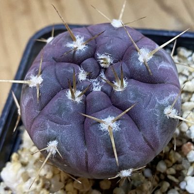 SH36661 Gymnocalycium striglianum v. aeneum VG 408