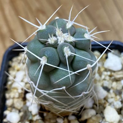 SH36663 Tephrocactus fiambalensis, seedling