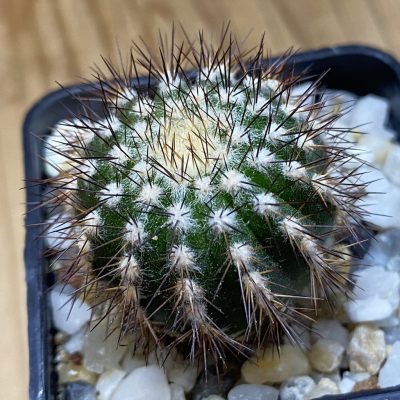 SH36664 Uebelmannia pectinifera, seedling, own roots