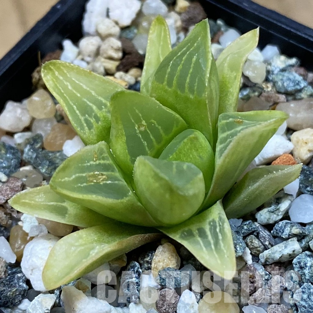 SH36616 Haworthia retusa f. variegata