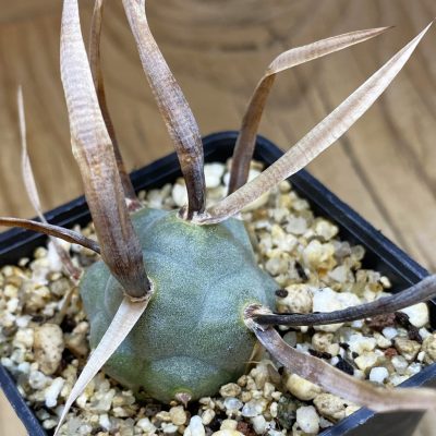 SH36665 Tephrocactus articulatus v. papyracanthus, black spines