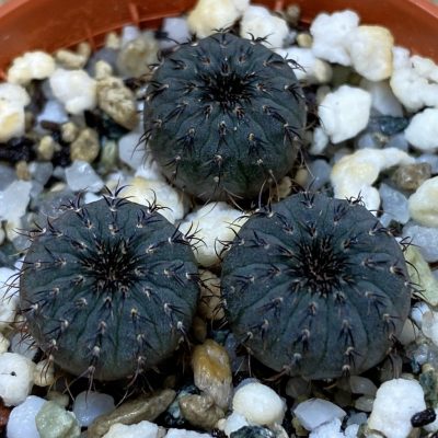 SH36667 Frailea castanea, 3 plants, seedling