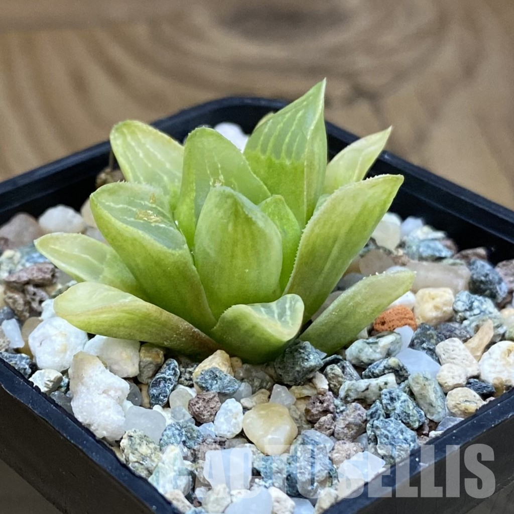 SH36616 Haworthia retusa f. variegata – Bild 2
