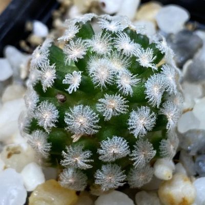 SH36668 Mammillaria theresae v. minima GCG 12504