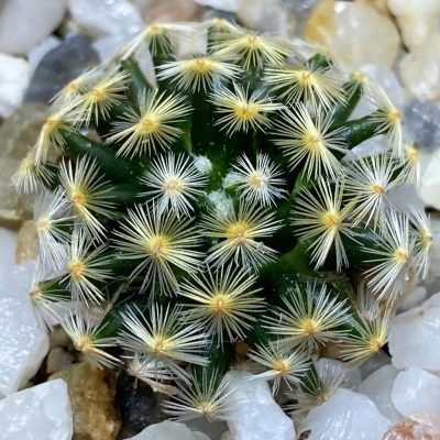 SH36669 Mammillaria schiedeana MMR 268