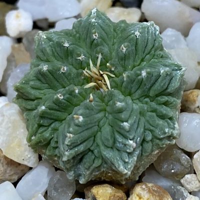 SH36671 Aztekium ritteri VM 619, seedling
