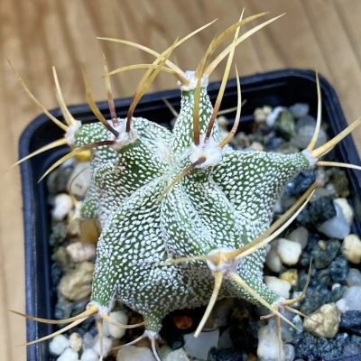SH36673 Astrophytum ornatum -Rio Bagres-