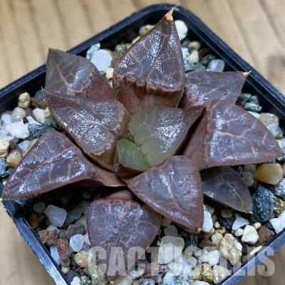 SH36617 Haworthia comptoniana HCO -10, ex Cactus Nishii