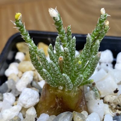 SH36675 Avonia alstonii