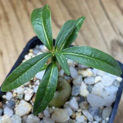 SH36676 Pachypodium succulentum