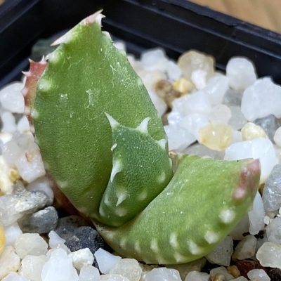 SH36678 Aloe melanacantha, seedling