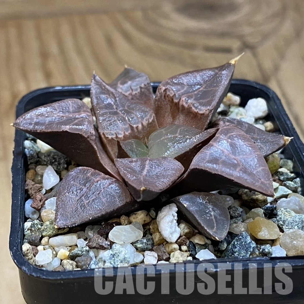 SH36617 Haworthia comptoniana HCO -10, ex Cactus Nishii – Bild 2