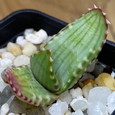 SH36679 Aloe pavelkae PV 1781, seedling