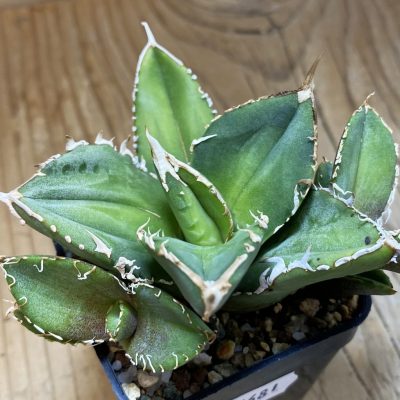 SH36681 Agave titanota 'White Thorusel'