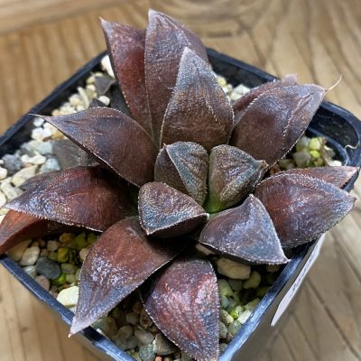 SH36682 Haworthia 'Chocolate' ex Exotica