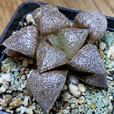 SH36683 Haworthia picta 'Amber'