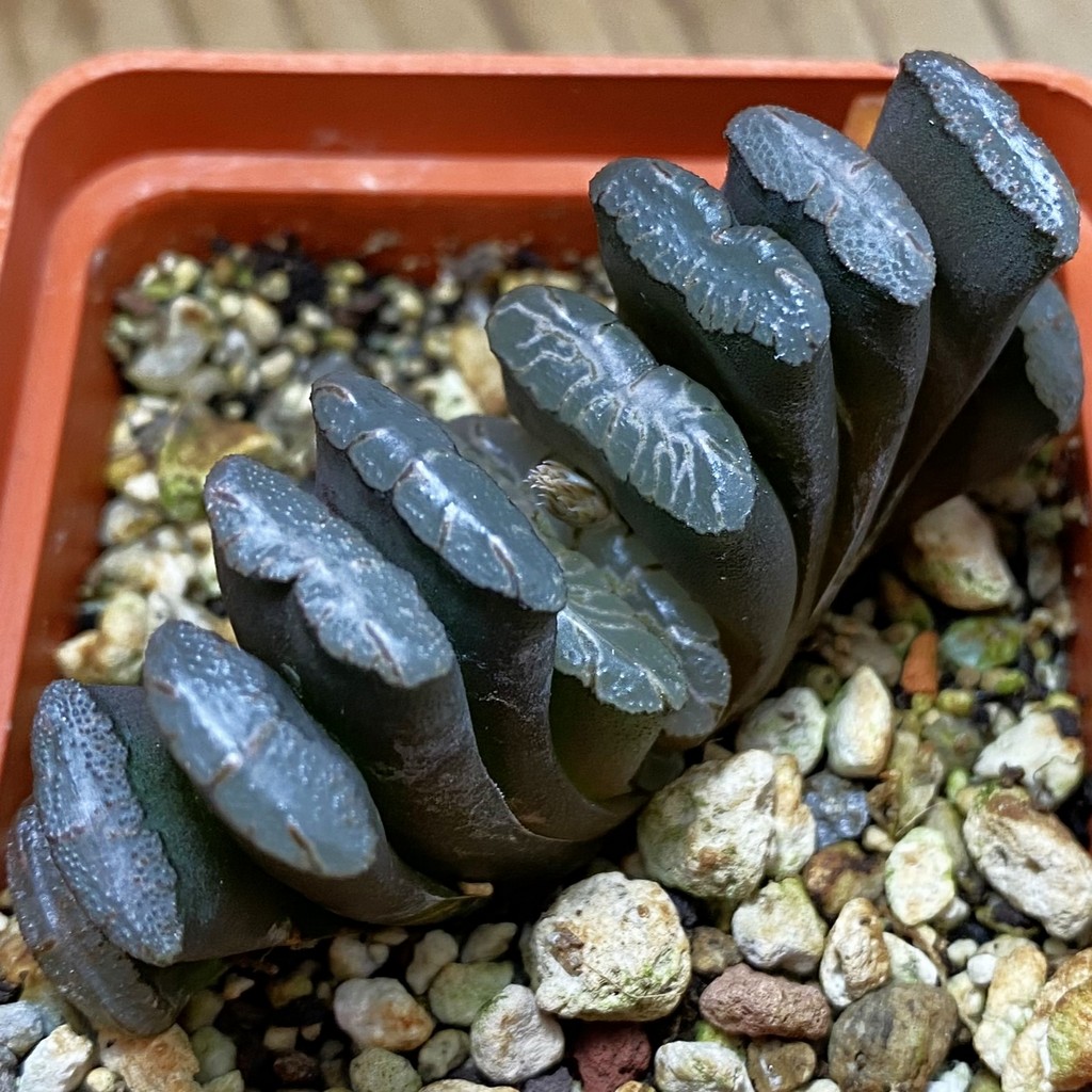 SH36684 Haworthia truncata -Japan-