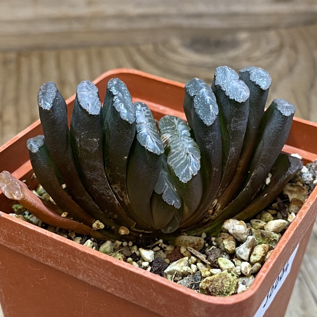 SH36684 Haworthia truncata -Japan- - Image 2