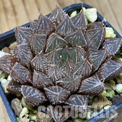 SH36618 Haworthia obtusa ‘Mirror Ball’