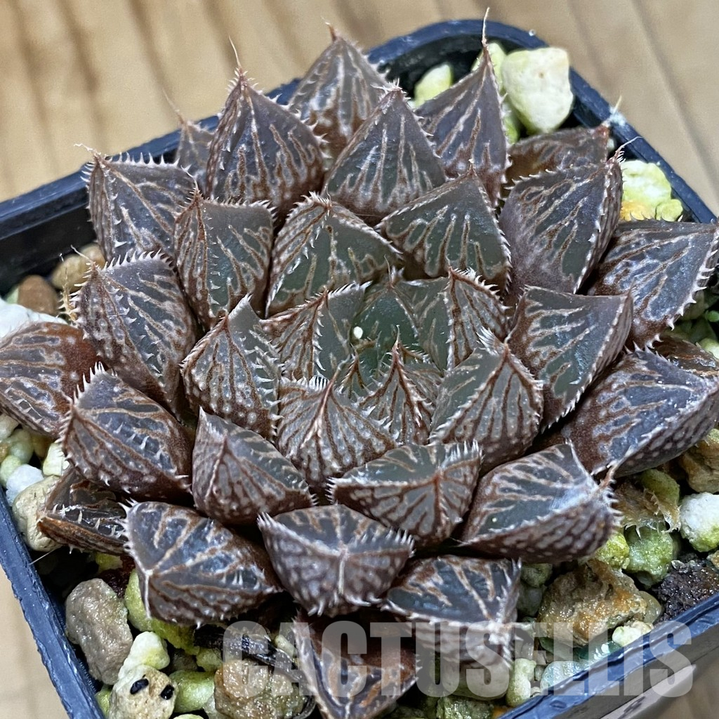 SH36618 Haworthia obtusa ‘Mirror Ball’