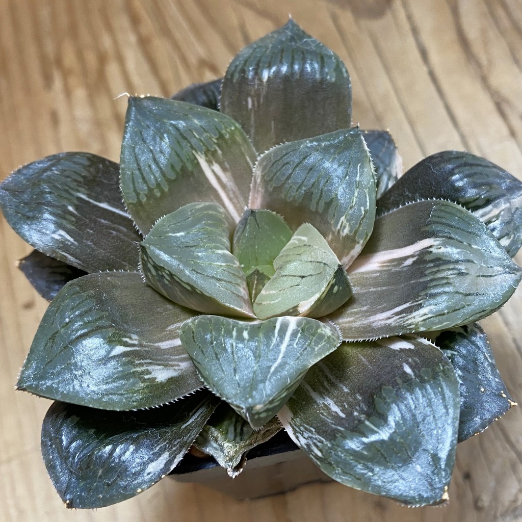 SH36685 Haworthia obtusa ‚Mochi Gyokuro' f. variegata - Image 2