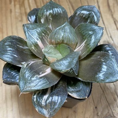 SH36685 Haworthia obtusa ‚Mochi Gyokuro' f. variegata