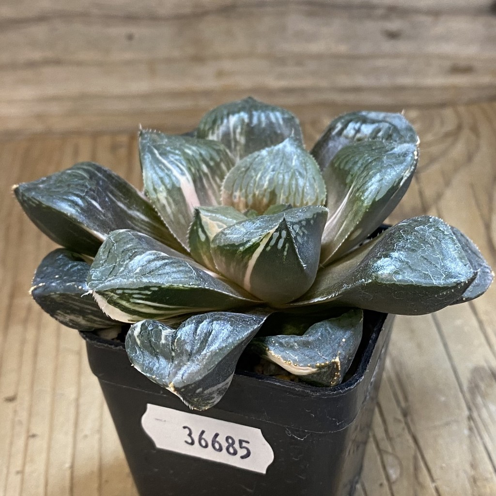 SH36685 Haworthia obtusa ‚Mochi Gyokuro' f. variegata - Image 3