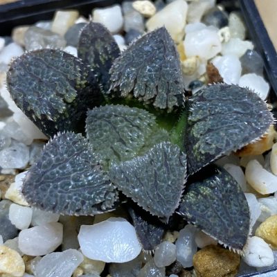 SH36686 Haworthia 'Gumijo'