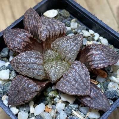 SH36687 Haworthia picta -Japan-