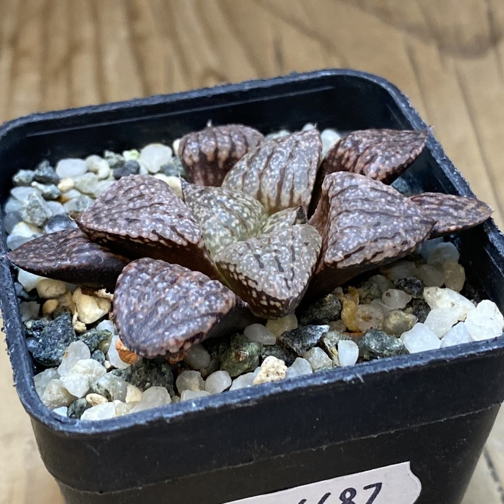 SH36687 Haworthia picta -Japan- - Image 2