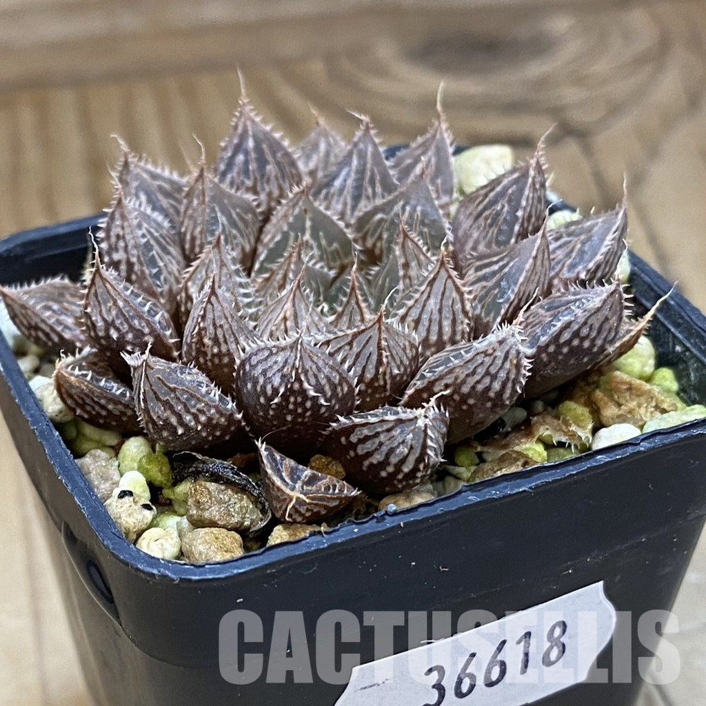 SH36618 Haworthia obtusa ‘Mirror Ball’ – Bild 2