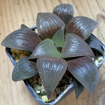 SH36689 Haworthia atrofusca -Japan-
