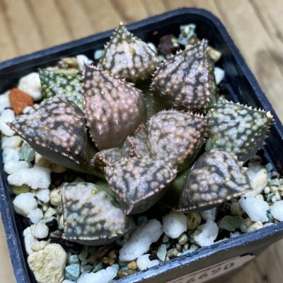 SH36690 Haworthia ‘Pandora’ mutant