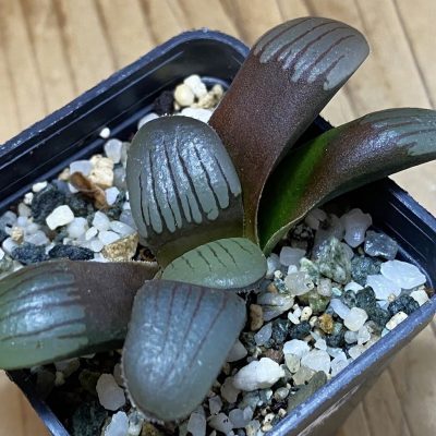 SH36692 Haworthia springbokvlakensis
