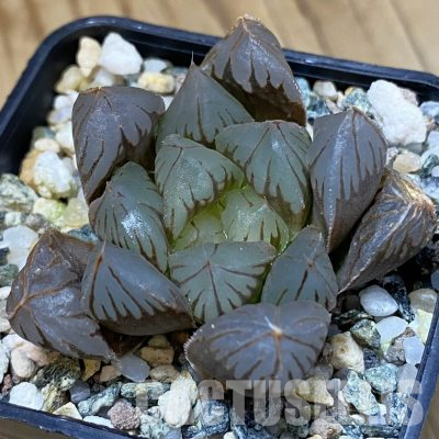 SH36619 Haworthia obtusa ‘Crystal’