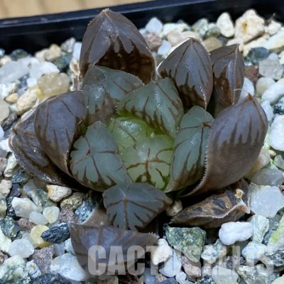 SH36620 Haworthia obtusa ‘Crystal’