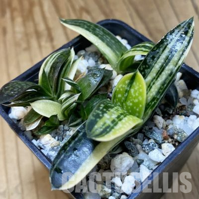 SH36621 Gasteria maculata f. variegata